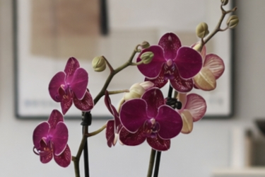 12CM Orchid Home Page Thumbnail.jpg